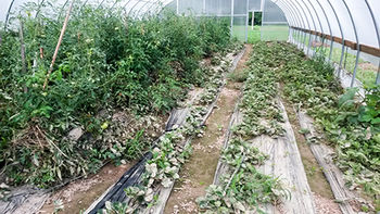 Flooded Garden- West Virginia University Extension