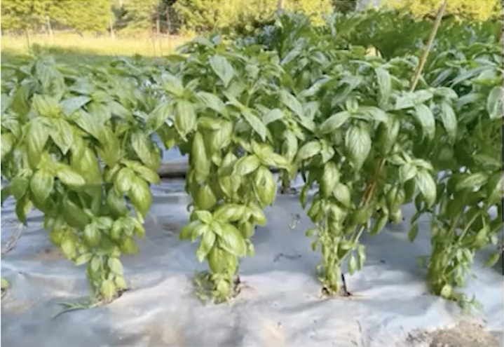 Protective paper around basil plants