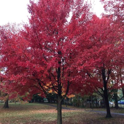 Acer rubrum (red maple) with red fall folieage