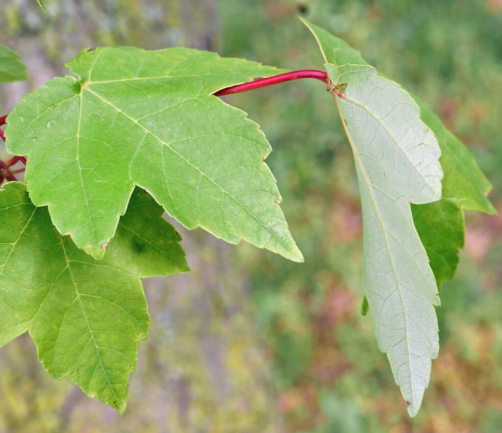 Acer rubrum (red maple) palmate leaves
