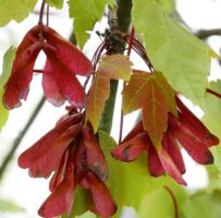 Acer rubrum (red maple) samaras