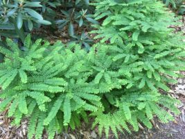 Adiantum pedatum (Northern Maidenhair fern) in landscape