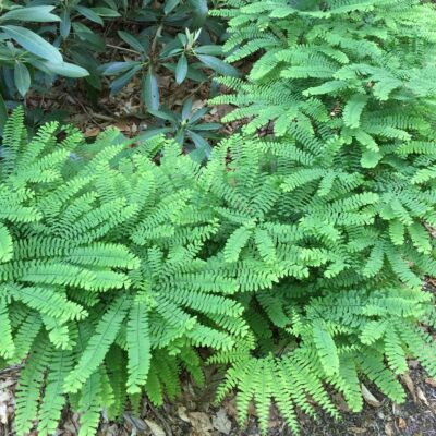 Adiantum pedatum (Northern Maidenhair fern) in landscape