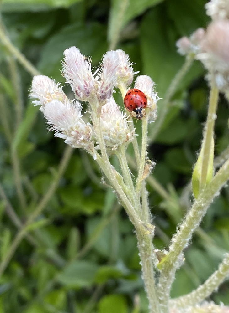 Pussy Toes Antennaria plantaginifolia Flowers with Ladybug in May.