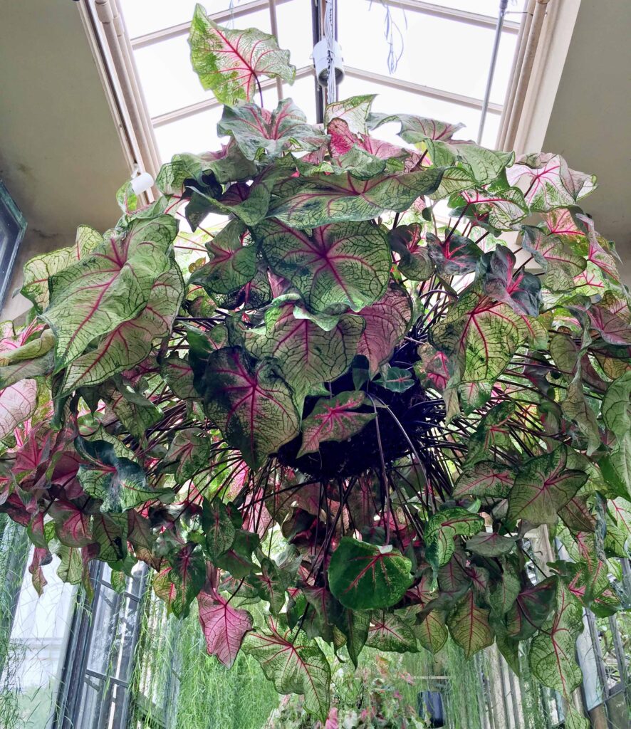 Peltate leaves of Caladium bicolor