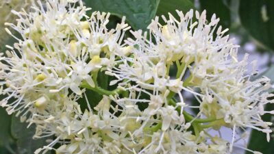 Swida alternifolia flowers in May