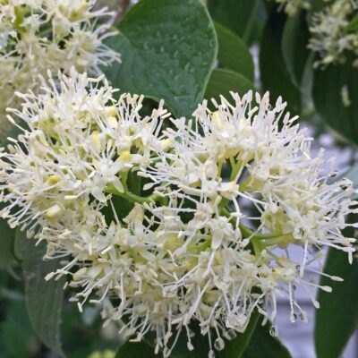 Swida alternifolia flowers in May