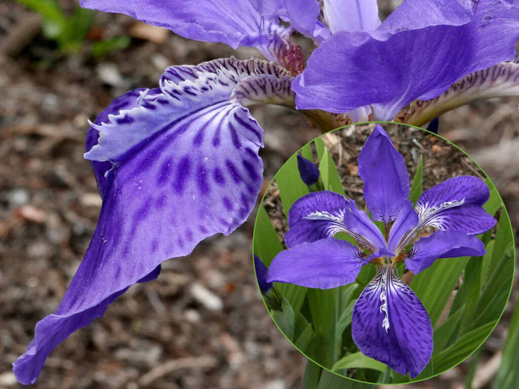 Signal patch with a cockscomb-like crest of Iris tectorum