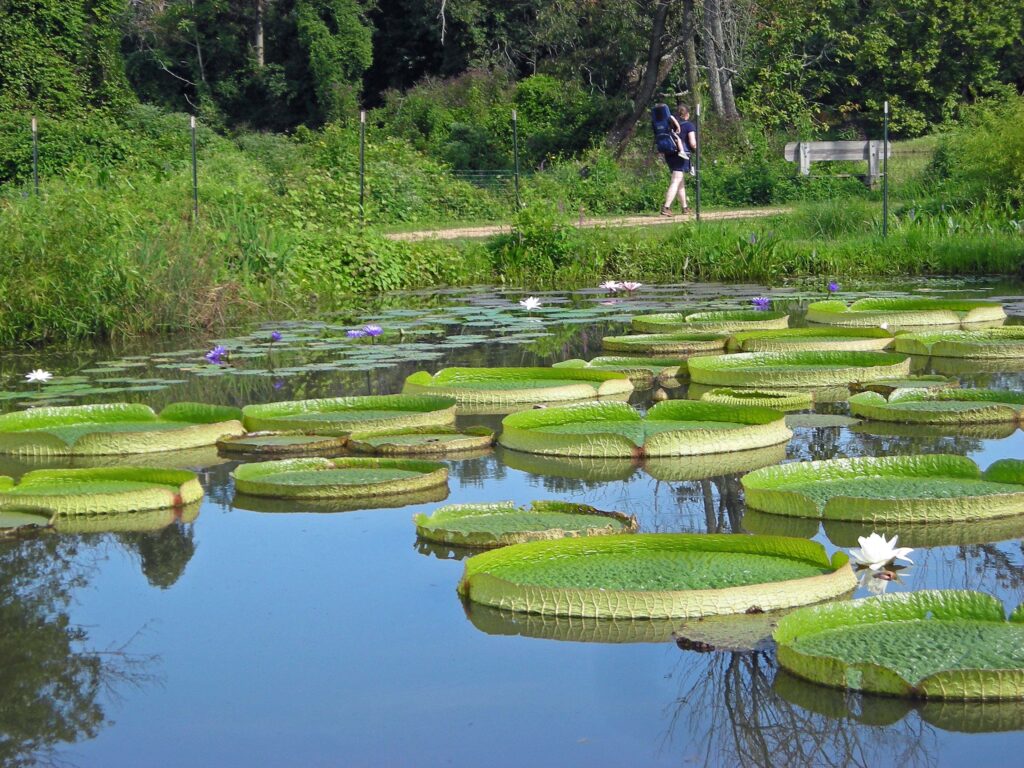 The floating peltate leaves of Victoria amazonica (Amazon water lily) with their upturned edges are sometimes referred to as "pie plates."