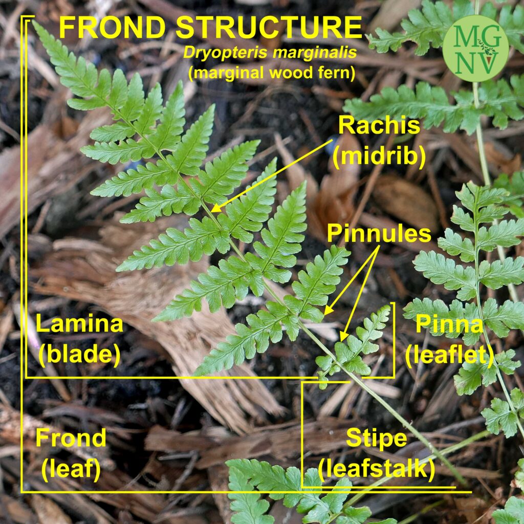 frond structure