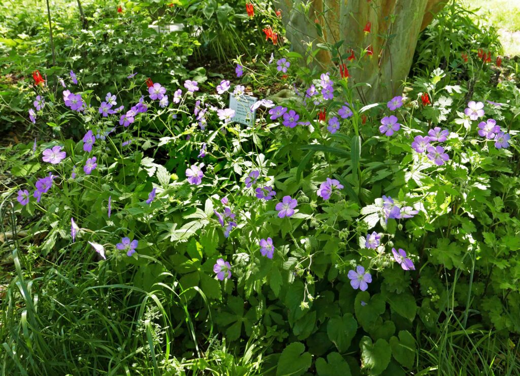Geranium maculatum (wild geranium) with Aquilegia canadensis (wild columbine) in Simpson's Shade Garden in May 2020.