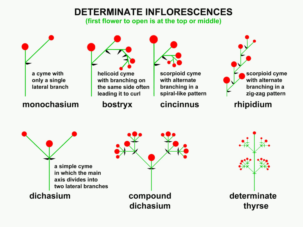 Inflorescence Determinate Diagram