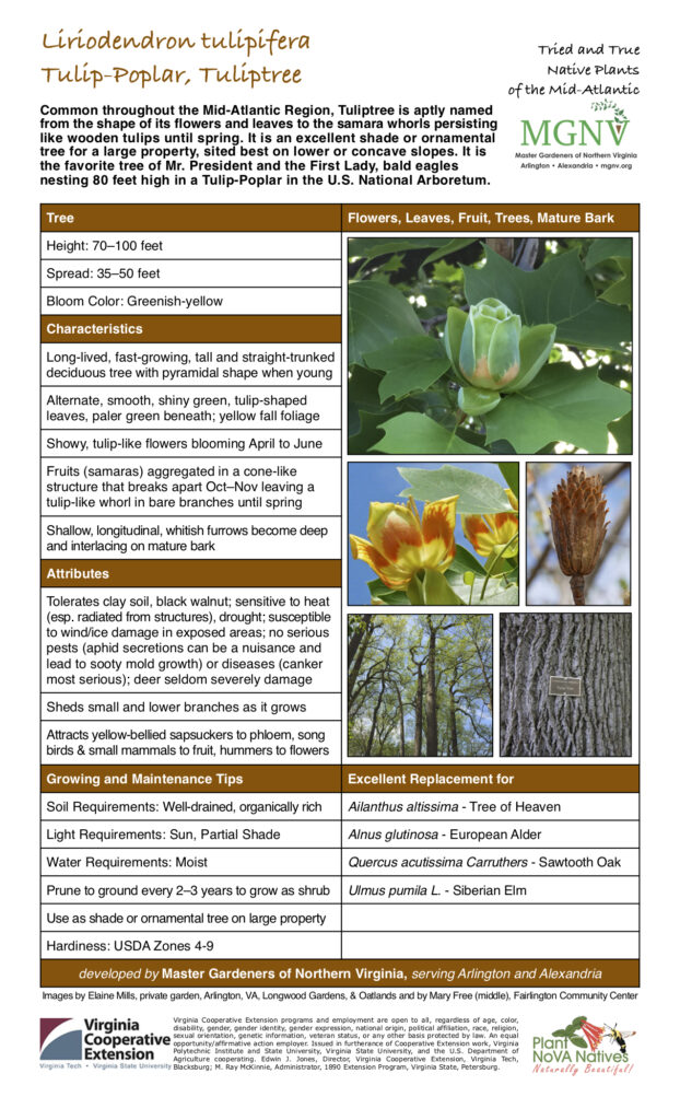 Common throughout the Mid-Atlantic Region, Tuliptree is aptly named from the shape of its flowers and leaves to the samara whorls persisting like wooden tulips until spring. It is an excellent shade or ornamental tree for a large property, sited best on lower or concave slopes. It is the favorite tree of Mr. President and the First Lady, bald eagles nesting 80 feet high in a Tulip-Poplar in the U.S. National Arboretum. Tried and True Native Plants of the Mid-Atlantic Tree Flowers, Leaves, Fruit, Trees, Mature Bark Height: 70–100 feet Spread: 35–50 feet Bloom Color: Greenish-yellow Characteristics Long-lived, fast-growing, tall and straight-trunked deciduous tree with pyramidal shape when young Alternate, smooth, shiny green, tulip-shaped leaves, paler green beneath; yellow fall foliage Showy, tulip-like flowers blooming April to June Fruits (samaras) aggregated in a cone-like structure that breaks apart Oct–Nov leaving a tulip-like whorl in bare branches until spring Shallow, longitudinal, whitish furrows become deep and interlacing on mature bark Attributes Tolerates clay soil, black walnut; sensitive to heat (esp. radiated from structures), drought; susceptible to wind/ice damage in exposed areas; no serious pests (aphid secretions can be a nuisance and lead to sooty mold growth) or diseases (canker most serious); deer seldom severely damage Sheds small and lower branches as it grows Attracts yellow-bellied sapsuckers to phloem, song birds & small mammals to fruit, hummers to flowers Growing and Maintenance Tips Soil Requirements: Well-drained, organically rich Light Requirements: Sun, Partial Shade Water Requirements: Moist Prune to ground every 2–3 years to grow as shrub Use as shade or ornamental tree on large property Hardiness: USDA Zones 4-9 Excellent Replacement for Ailanthus altissima - Tree of Heaven Alnus glutinosa - European Alder Quercus acutissima Carruthers - Sawtooth Oak Ulmus pumila L. - Siberian Elm developed by Master Gardeners of Northern Virginia, serving Arlington and Alexandria Images by Elaine Mills, private garden, Arlington, VA, Longwood Gardens, & Oatlands and by Mary Free (middle), Fairlington Community Center