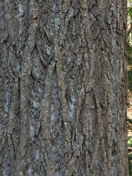 Liriodendron tulipifera (Tuliptree) bark detail in March.