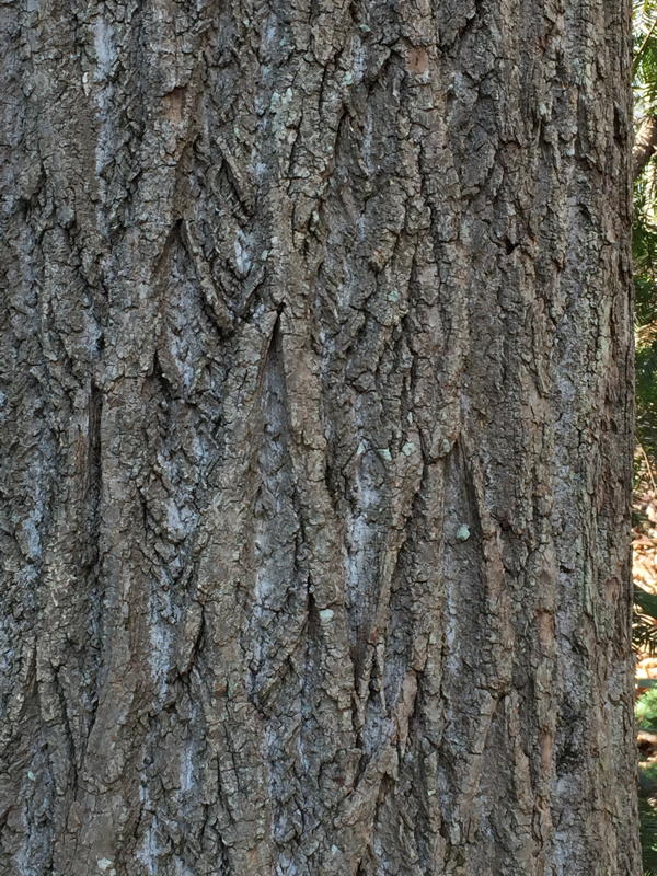 Liriodendron tulipifera (Tuliptree) bark detail in March.