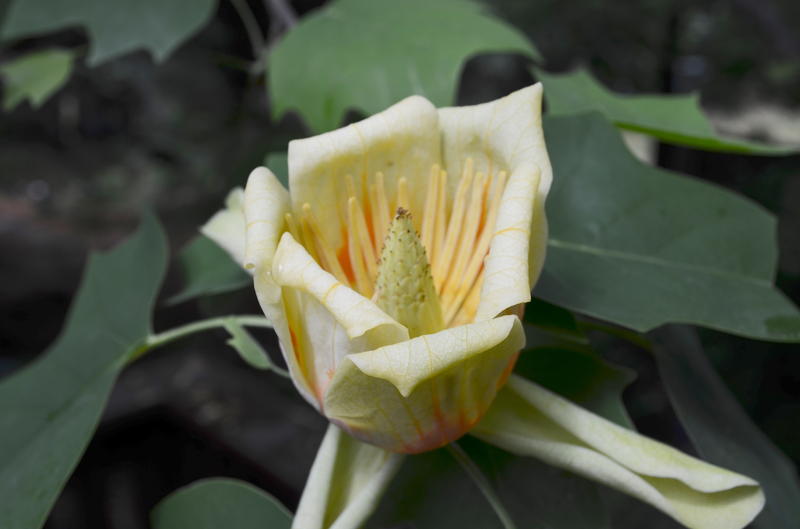 Liriodendron tulipifera (Tuliptree) flower in May.