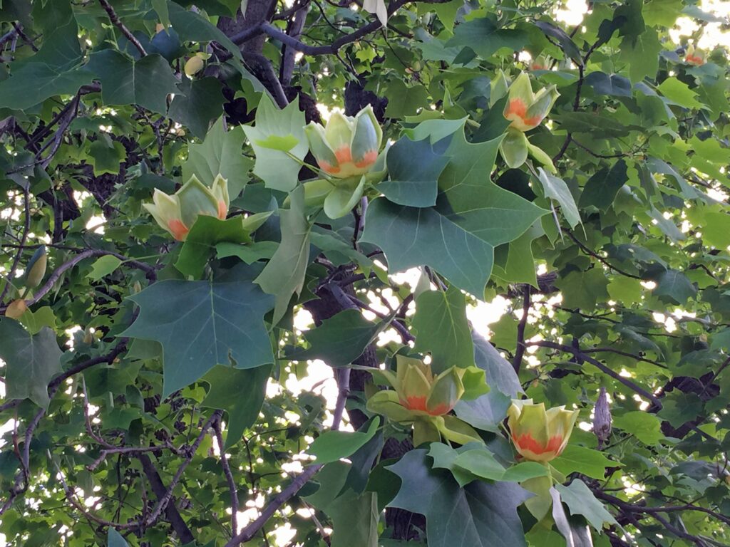 Liriodendron tulipifera (Tuliptree) flowers in May.