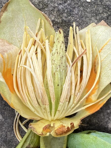 Liriodendron tulipifera (Tuliptree) developing fruit in May.