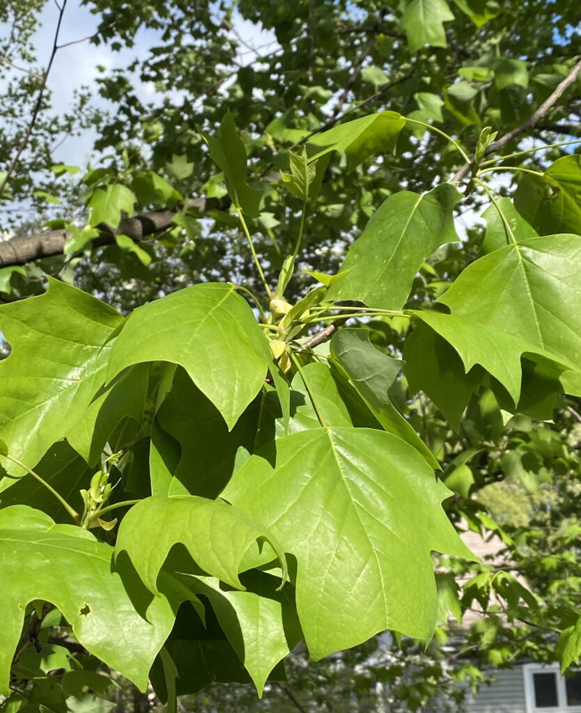 Liriodendron tulipifera (Tuliptree) leaves in April.