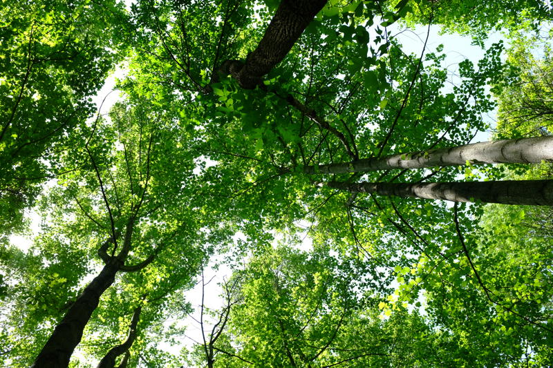 Liriodendron tulipifera (Tuliptree) woods at  at Meadowlark Botanical Gardens in May.
