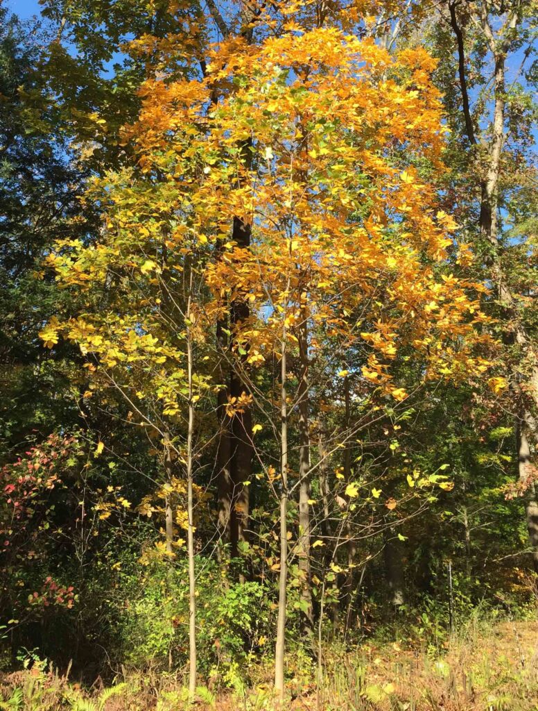 Liriodendron tulipifera (Tuliptree) at the U.S. National Arboretum in November.