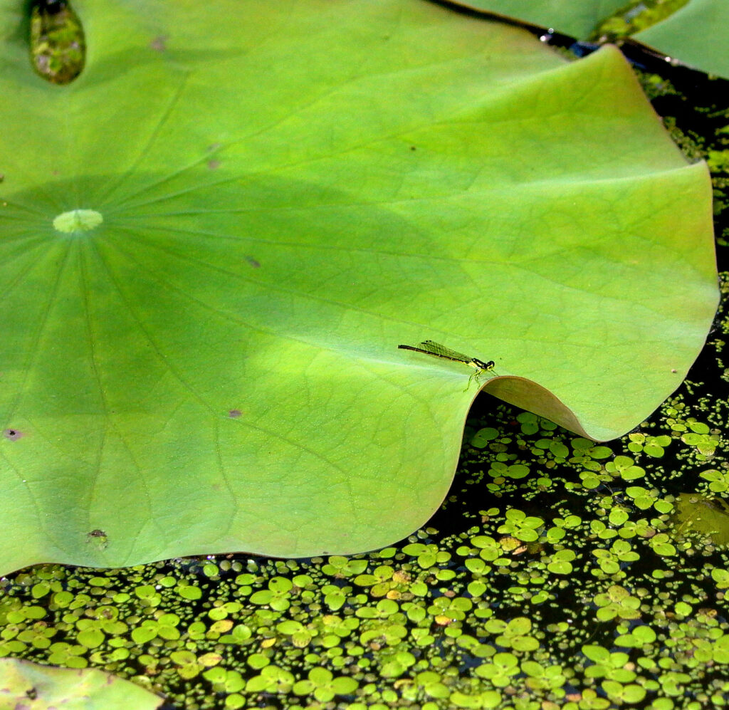 A damselfly perches on a floating peltate lotus leaf