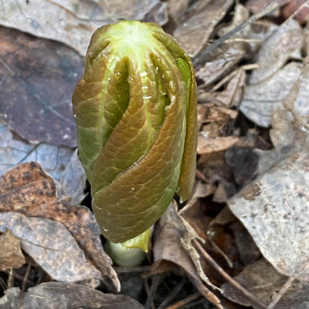 Unopened, peltate, vegetative leaf of Podophyllum peltatum