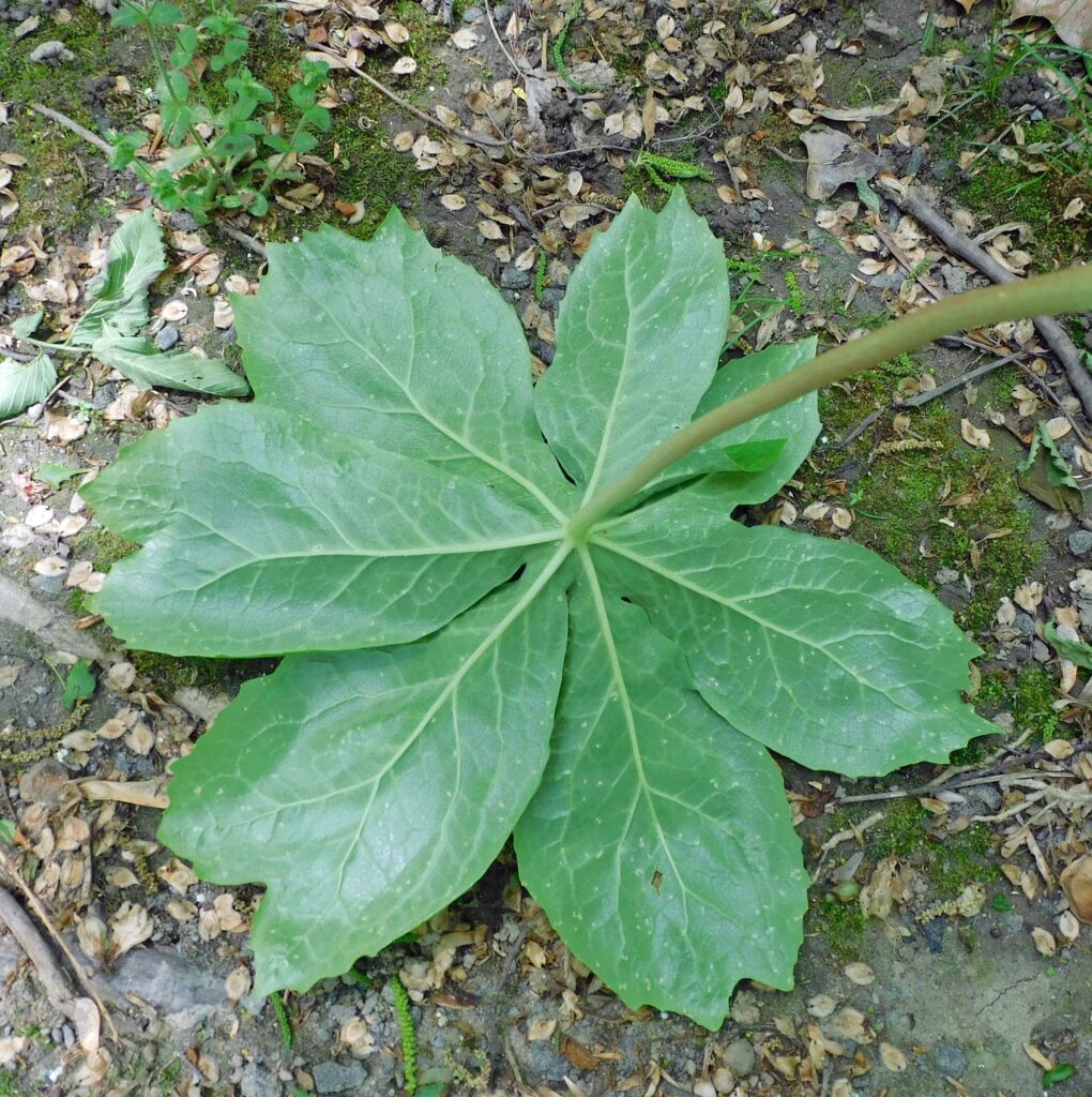 Underside of vegetative Podophyllum peltatum leaf showing peltate attachment