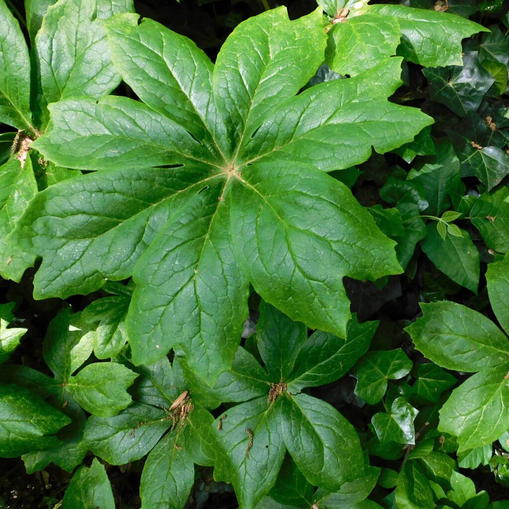 Vegetative leaves of Podophyllum peltatum