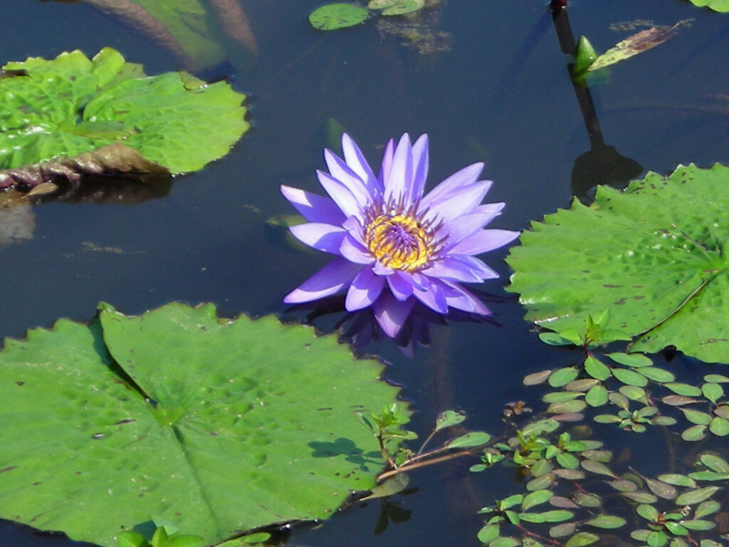 Peltate leaves float beside the purple flower of a tropical water lily
