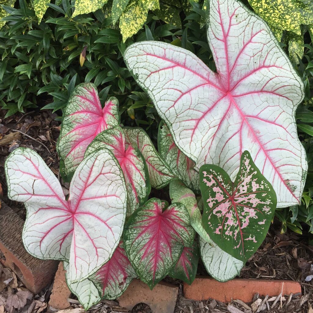 Peltate leaves of annual Caladium 'Summer Pink.' Note that the veins radiate from a point inside of the leaf margins where the petiole attaches underneath.