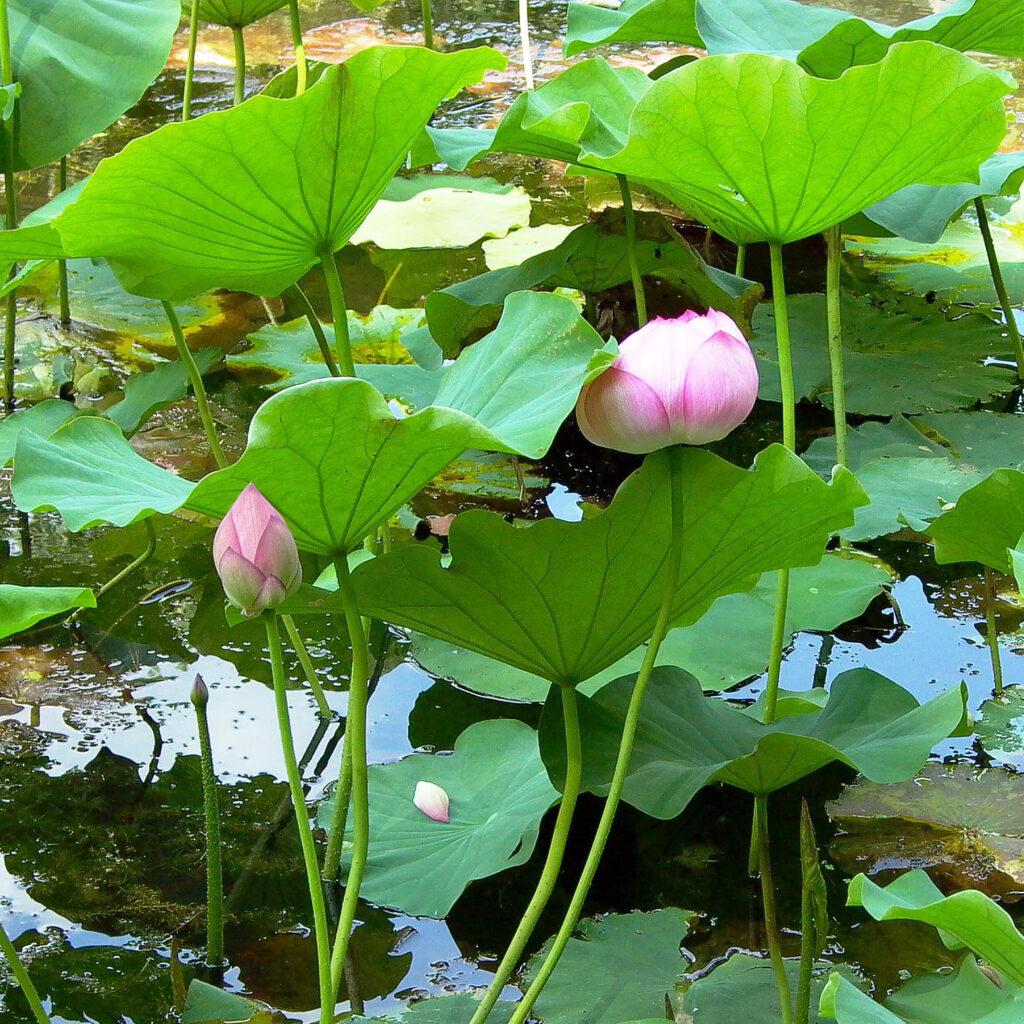 Nelumbo (lotus) flower buds stand among peltate leaves