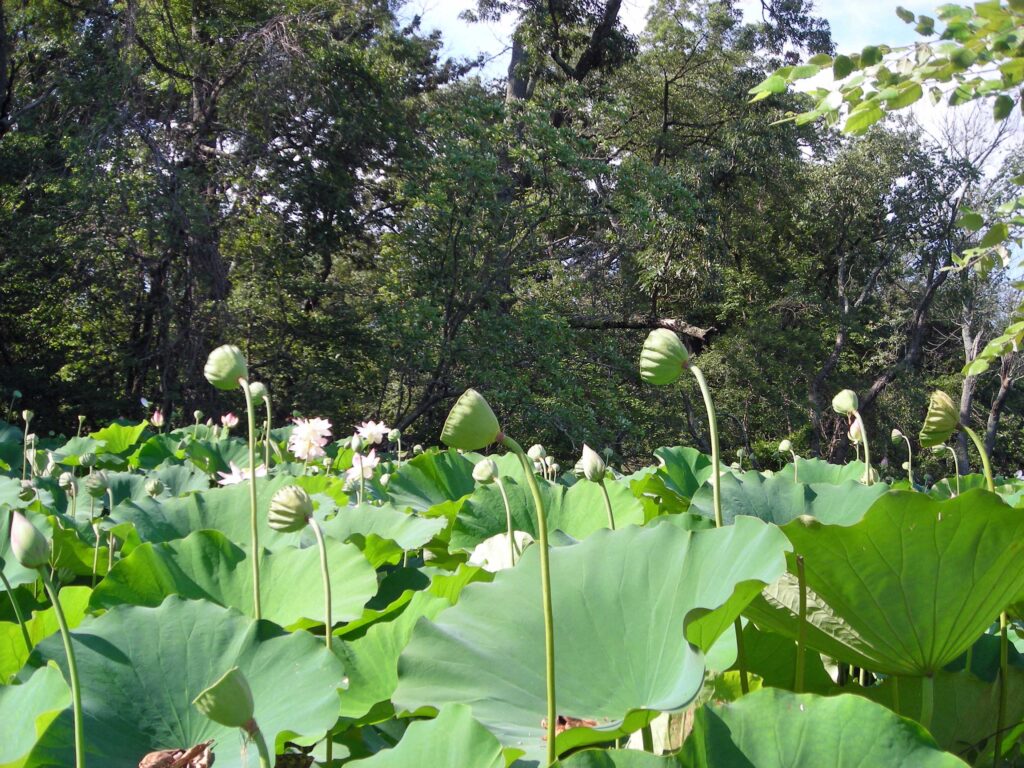 Flowers and fruit rise above the peltate leaves of Nelumbo