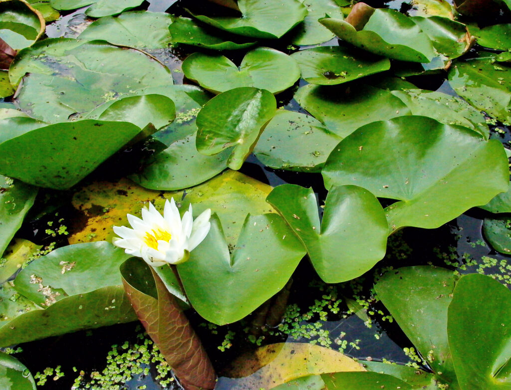 A native Nymphaea odorata (white water-lily) flower blooms among peltate leaves