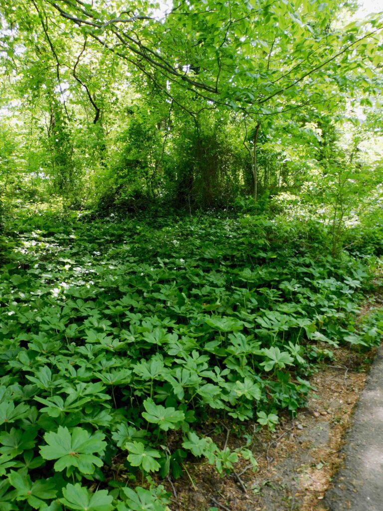 The umbrella-shaped (peltate) leaves of Podophyllum peltatum