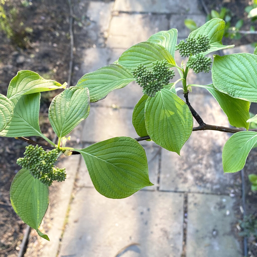 Alternate leaf arrangement of native Swida alternifolia