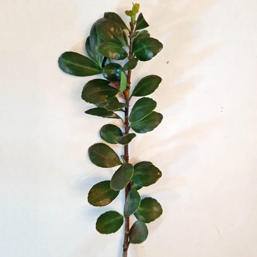 Alternate leaf arrangement of southeast native Ilex vomitoria