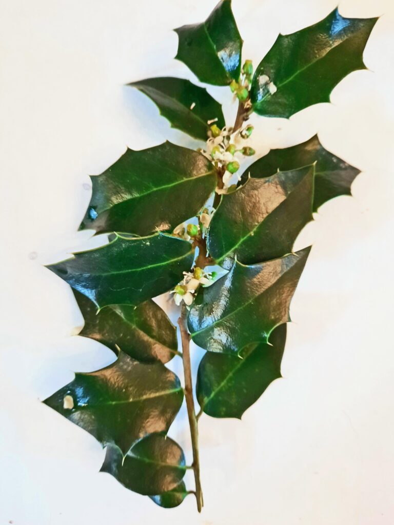 Alternate leaf arrangement of hybrid Ilex x meserveae
