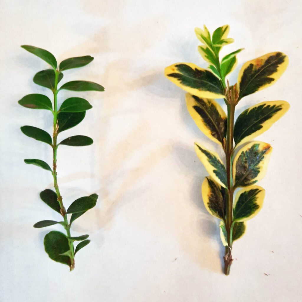 Opposite leaf arrangements of Buxus sempervirens