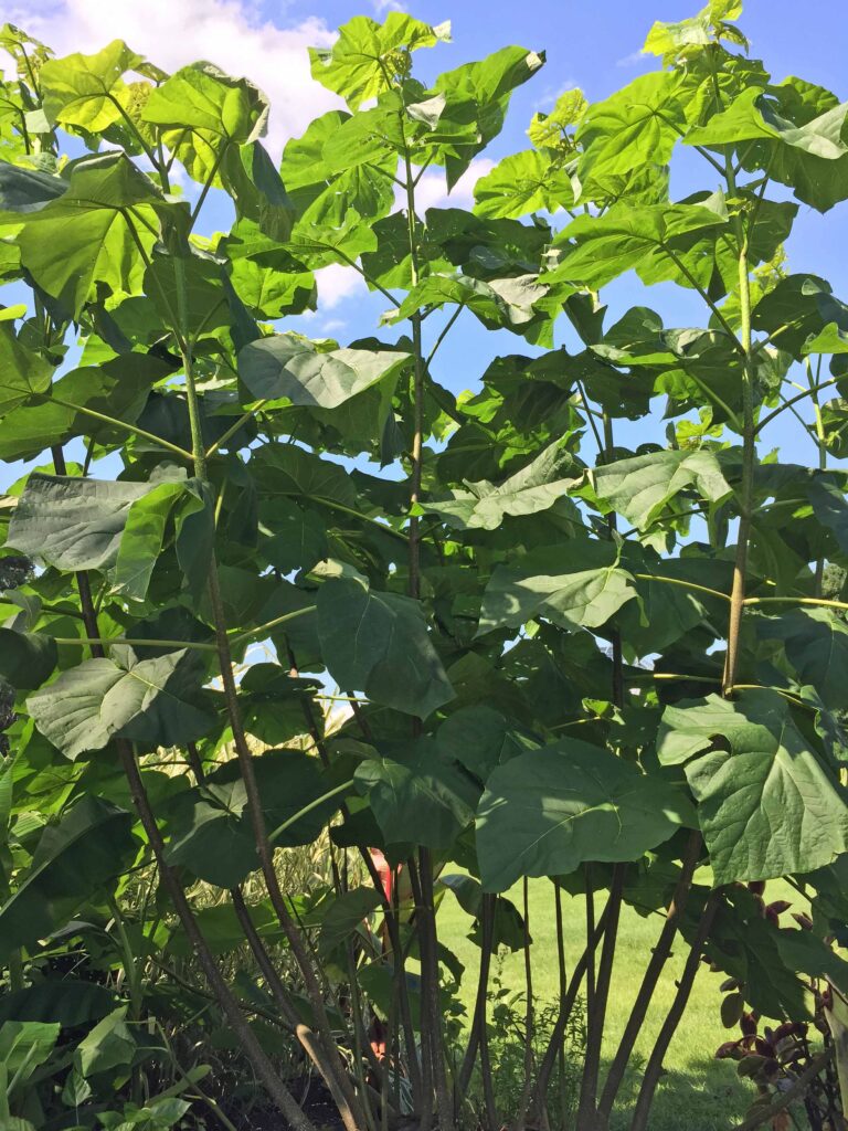 Opposite leaf arrangement of invasive exotic Pawlonia tomentosa