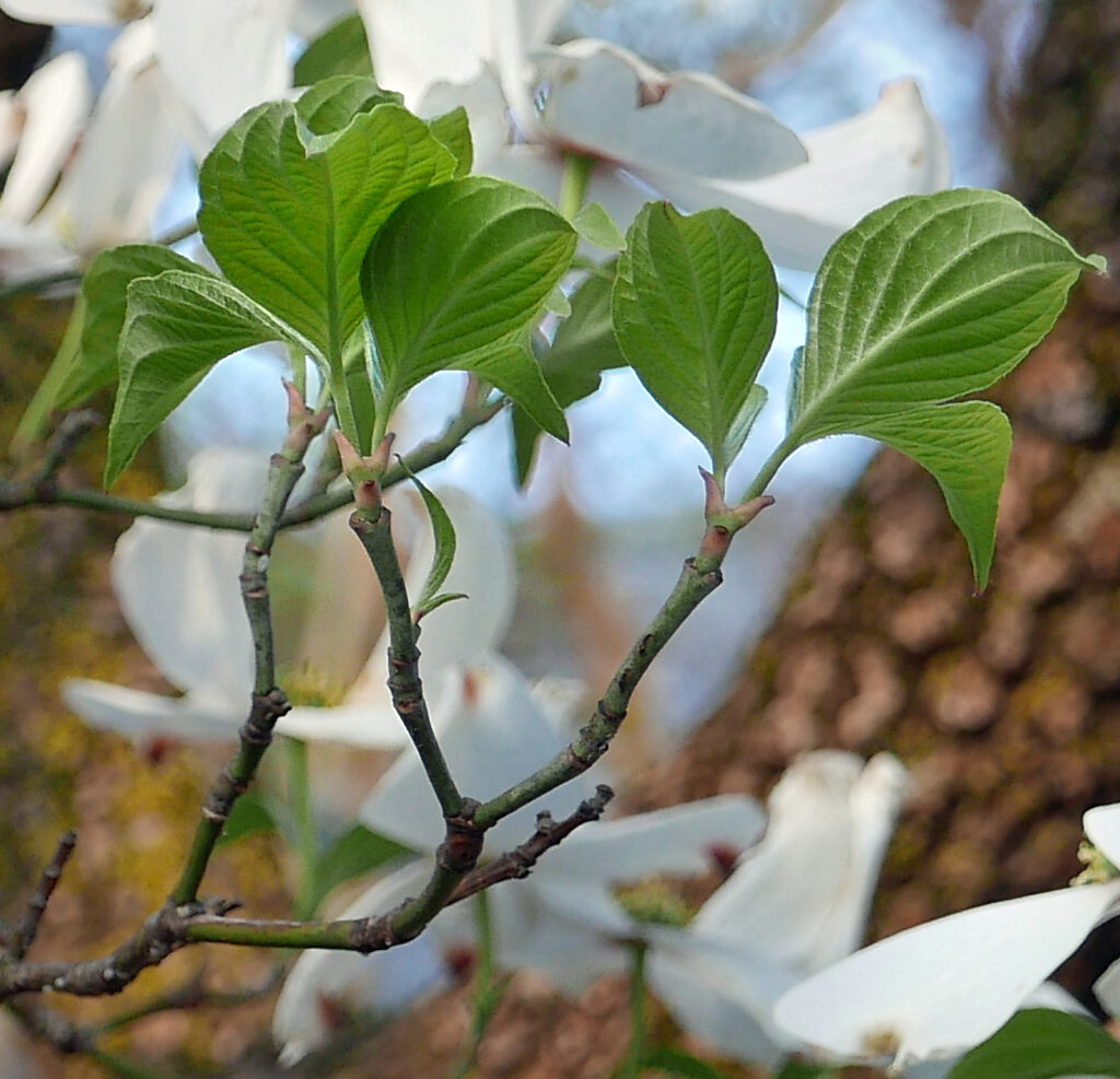 Opposite leaf arrangement of native Cornus florida