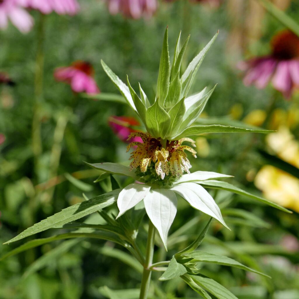 Opposite leaves and verticillasters (false whorls) of native Monarda punctata