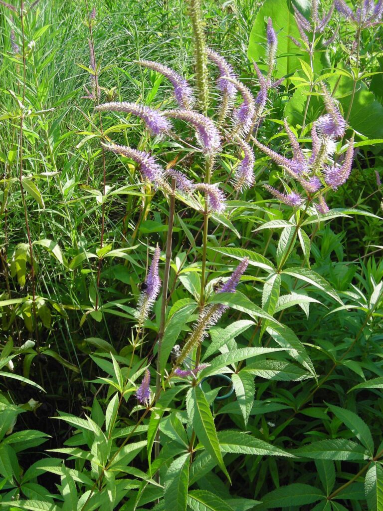 3–7 leaves per whorl on native Veronicastrum virginicum (culver's-root)
