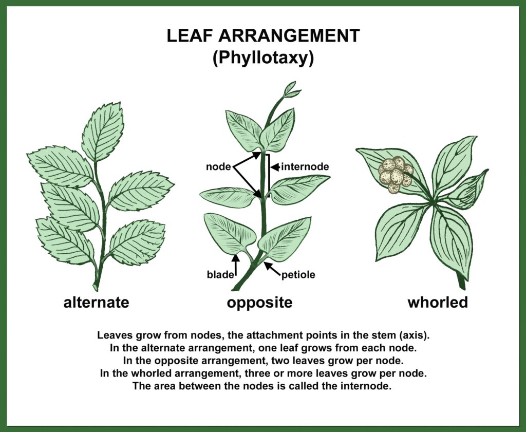 Phyllotaxy diagram: alternate, opposite, whorled