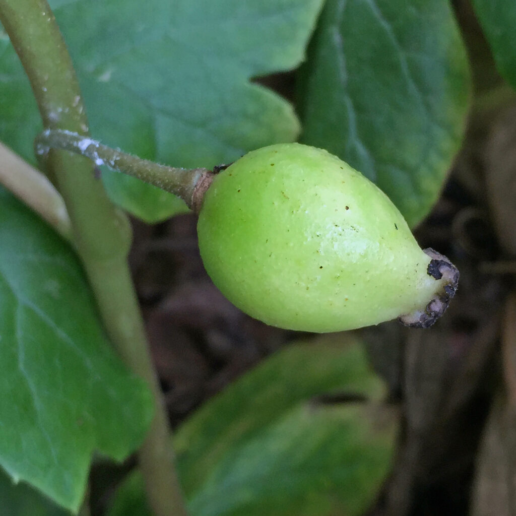 Podophyllum peltatum (mayapple) fruit in June.