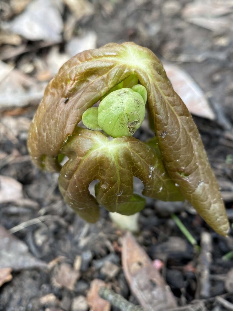 Unopened, fertile leaves of Podophyllum peltatum. They may be off-set palmate to palmate rather than peltate.