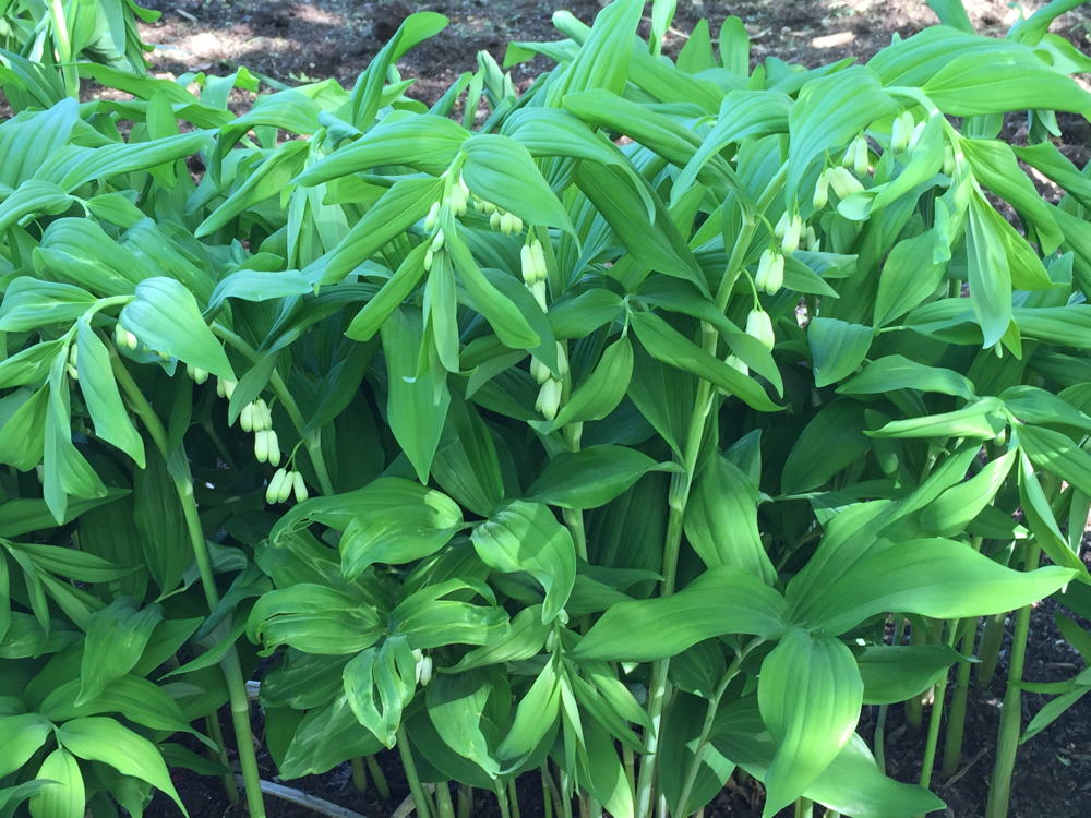 Polygonatum biflorum (Solomon’s-seal) en masse at Thomas Jefferson Community Center in April