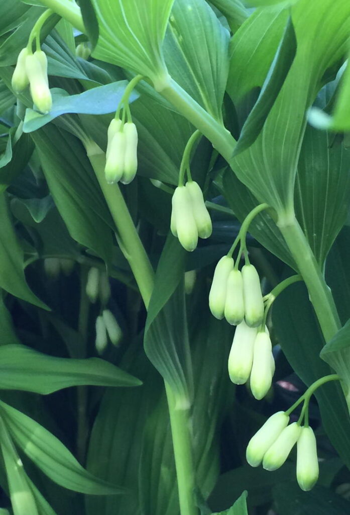 Polygonatum biflorum (Solomon’s-seal) flowers in April