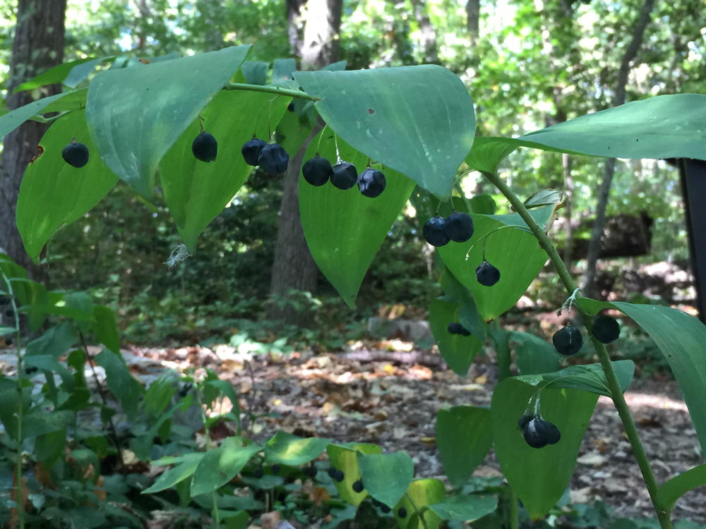 Polygonatum biflorum (Solomon’s-seal) blue to black berries in September