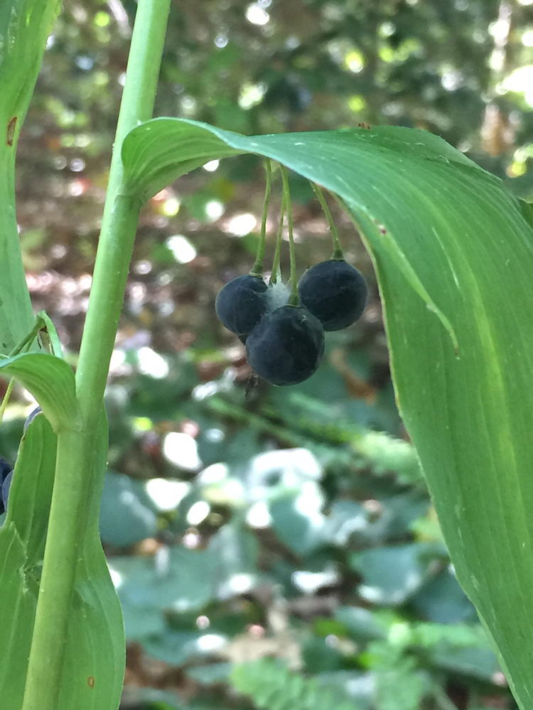 Polygonatum biflorum (Solomon’s-seal) berries in September